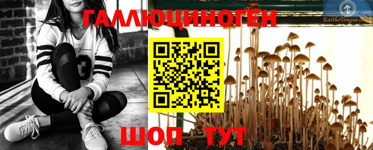 Псилоцибиновые грибы Psilocybe Нефтеюганск